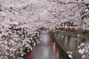 Fototapeta na wymiar 東京都目黒区中目黒の目黒川のライトアップされた夜桜