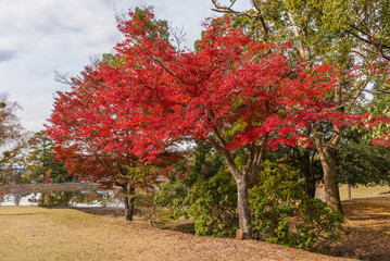 Fototapeta na wymiar Red maple tree in Nara, Japan. Autumn season background