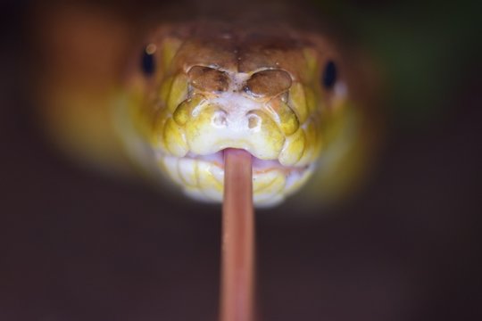Makro