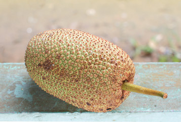 Naklejka na ściany i meble Cempedak or Artocarpus Integer and same genus as breadfruit and jackfruit. It is native to southeast Asia