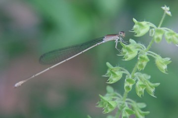 dragonfly on leaf