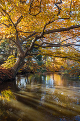autumn tree near river in park