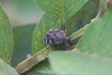 beetle on a leaf