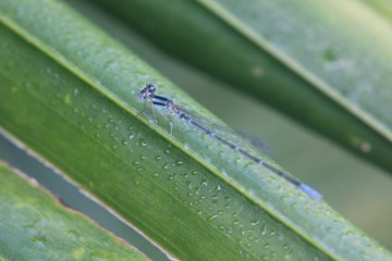dew on grass