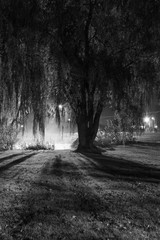 light shines through fog and weeping willow at night