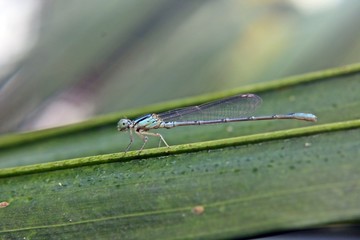 dragonfly on a blade of grass