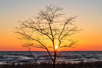 Fototapeta na wymiar tree at sunset by lake