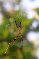 spider on web