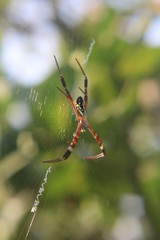 spider on web