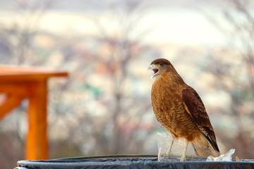Eagle Patagonia Ushuaia