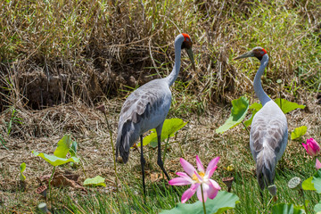 A pair of Brolga (Antigone rubicunda) amongst pink lotus lilies