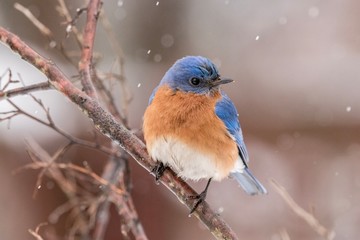 robin in snow