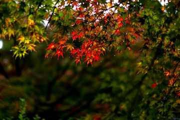 紅葉