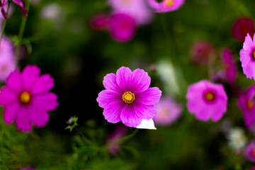 Fototapeta premium コスモス