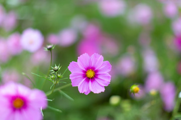 Fototapeta premium コスモス