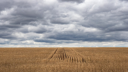 Rows of wheat in a field with ominous clouds
