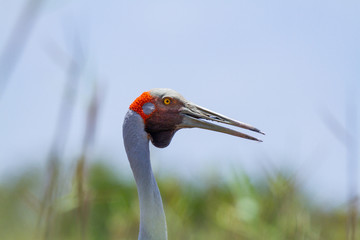 Brolga (Antigone rubicunda) close up head shot