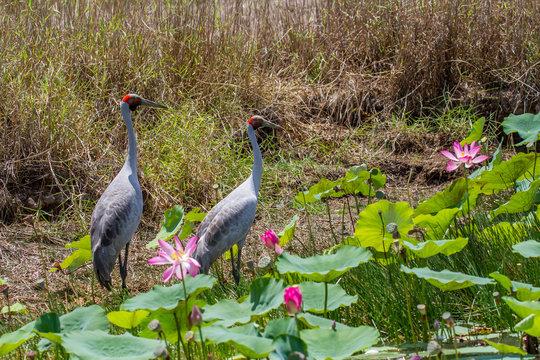 A pair of Brolga (Antigone rubicunda) amongst pink lotus lilies