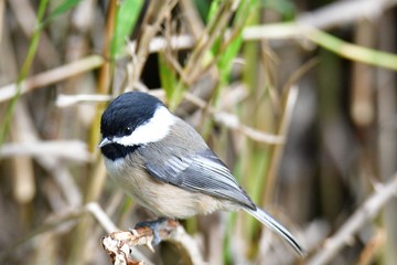 A closeup of Black capped chickadee perching on the branch.    Vancouver BC Canada