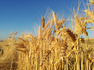 Ears of barley in the foreground. Ripe cereal Yellow grain of the Spanish field.