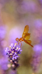 Dragonfly on Flower