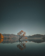 Wanaka Tree