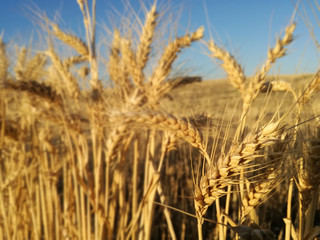 Ears of barley in the foreground. Ripe cereal Yellow grain of the Spanish field.