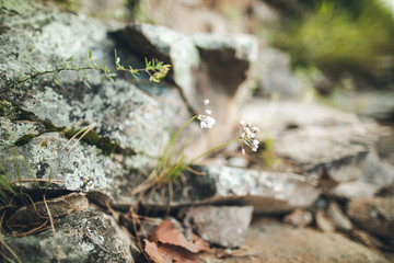nature