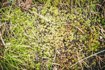 grass
