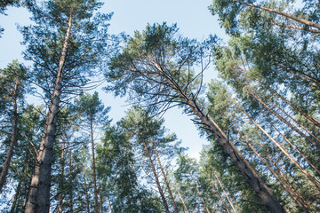 forest