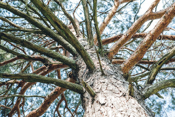 pine tree on background of blue sky
