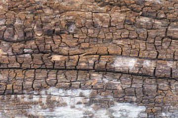 pattern of decay wood