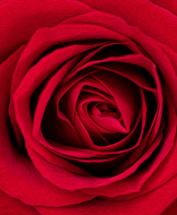 Obraz premium Red Rose Oil Paint