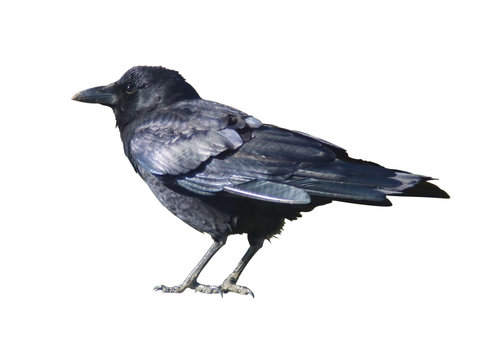 Black Crow Isolated on White Background