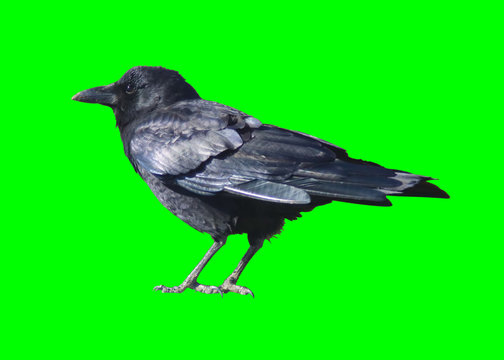 Black Crow Isolated On Chroma Key Green Background Clean