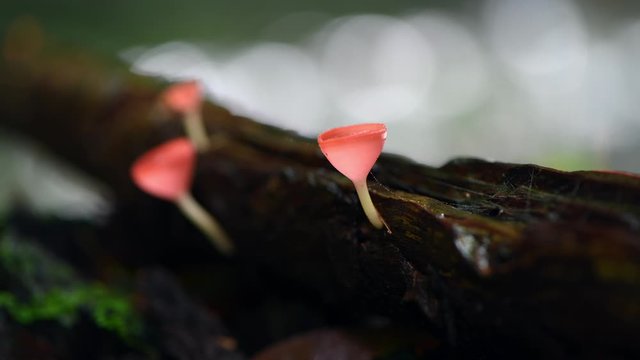 Fungi cup red Mushroom Champagne Cup or Pink burn cup,Tarzetta Rosea ( Rea) Dennis (Pyronemataceae) on nature background