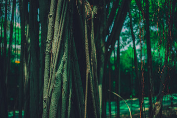 Naklejka premium Banyan roots and sunlight shine through the leaves.
