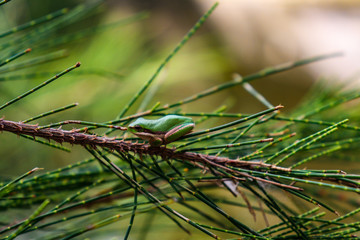 Green frog sitting on a branch