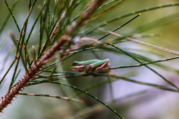 Green frog sitting on a branch