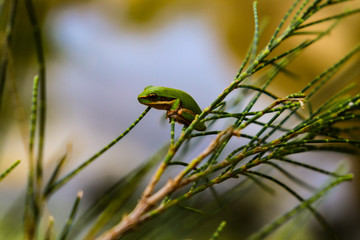 Green frog sitting on a branch