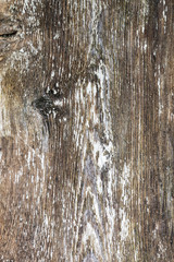 Scrubed white color from old floor planks, wood texture of a grunge planks, background of a rubed floor planks