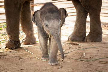 Newly born baby elephant That is cute
