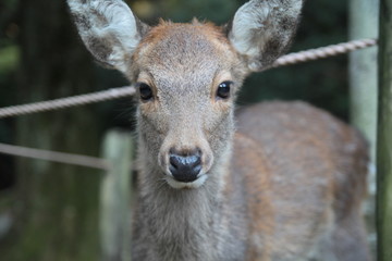 正面を向く鹿