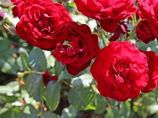 bouquet of red roses
