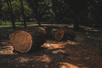 Selective focus timber in the park