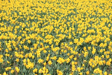 Fototapeta premium Spring meadow filled with brilliant yellow blooming daffodils