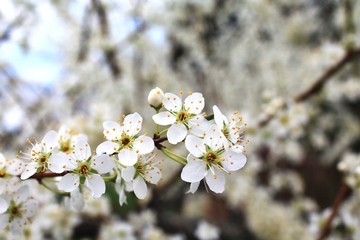 Pretty white spring fruit tree flower blossoms with blurred background