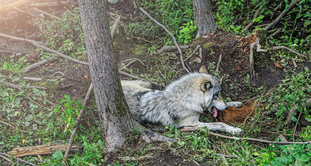 A wolf devours the prey, in the forest background. Close to wolf resting in natural environment. Close up portrait of a Timber wolf in the Canadian forest during the summer or fall season