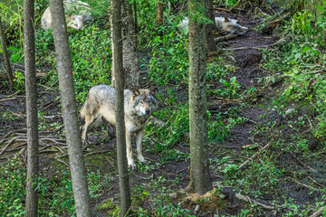 Wolves family among trees in a dense forest. The wolf in the alert guards the sleep of other wolves. Real gray wolf running, in the Canadian forest during the summer or fall season.  