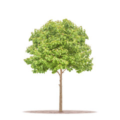 Teak Tree on ground isolated on white with clipping path